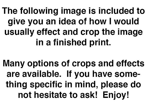 Sample Image Info